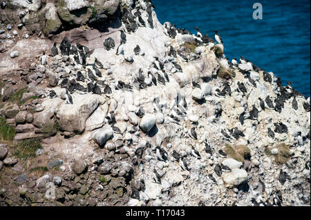 Colonia di principalmente guillemots, Uria aalga sulla scogliera sito di nidificazione a Fowlsheugh vicino a Stonehaven, Scozia Foto Stock