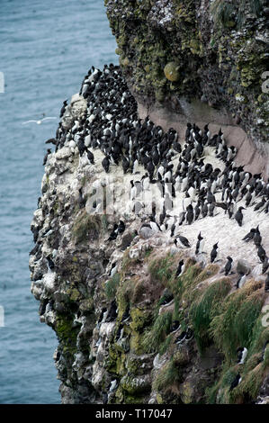 Colonia di principalmente guillemots, Uria aalga sulla scogliera sito di nidificazione a Fowlsheugh vicino a Stonehaven, Scozia Foto Stock