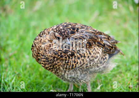 Il livello degli occhi Immagine di bambino red grouse, Lagopus lagopus scotia in piedi sull'erba. Foto Stock