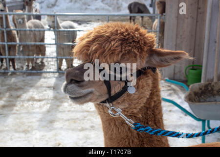 Carino marrone faccia Alpaca closeup in scintillanti di luce del sole di fronte stabile Foto Stock