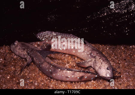 Grande Blu-spotted mudskipper (Boleophthalmus pectinirostris) Foto Stock