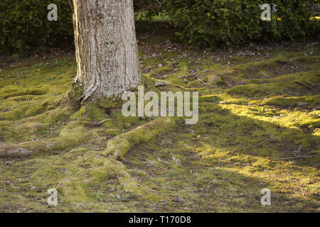 Il piede della barba! In Alderwood Park nel Surrey, British Columbia, Canada Foto Stock