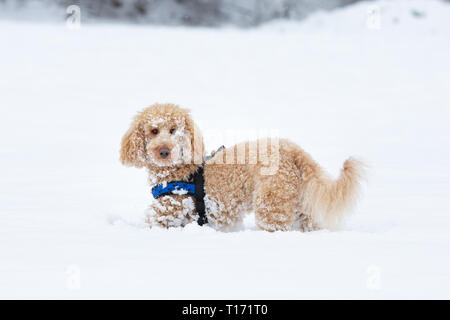 Giovani barboncino albicocca è godendo nella neve. Carino barboncino albicocca in piedi in mezzo al paesaggio innevato e guardando nella telecamera, Weissensee, Alpi, Austria Foto Stock