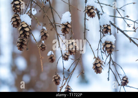 Piccolo cono di pino di parti di albero su un ramo appeso a un albero, ricoperta di neve in una foresta innevata. Marrone con calde e fredde tonalità. Foto di sfondo. Foto Stock