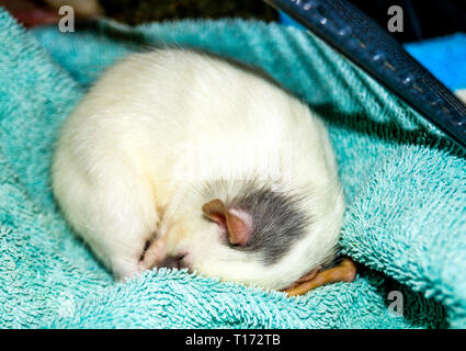 White dumbo rat avvolto a ricciolo sleeping Foto Stock