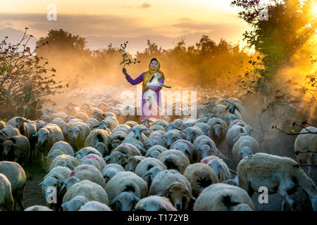 Allevamento di pecore, Binh Thuan Provincia, Viet Nam-February 16, 2019: la splendida immagine di un grande gregge di ovini tornando al fienile al tramonto, dopo una giornata di Foto Stock