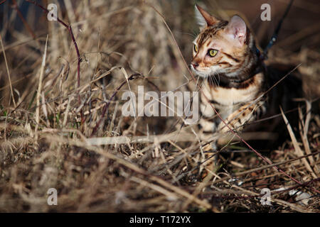 Escursioni con bambini e Cat su una soleggiata giornata di primavera Foto Stock