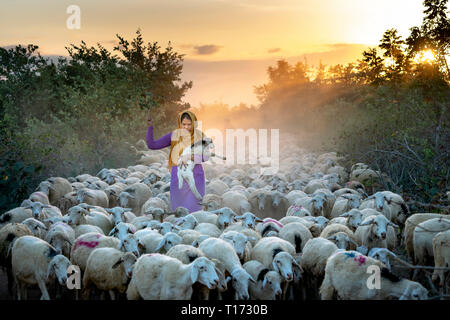 Allevamento di pecore, Binh Thuan Provincia, Viet Nam-February 16, 2019: la splendida immagine di un grande gregge di ovini tornando al fienile al tramonto, dopo una giornata di Foto Stock