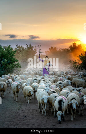 Allevamento di pecore, Binh Thuan Provincia, Viet Nam-February 16, 2019: la splendida immagine di un grande gregge di ovini tornando al fienile al tramonto, dopo una giornata di Foto Stock