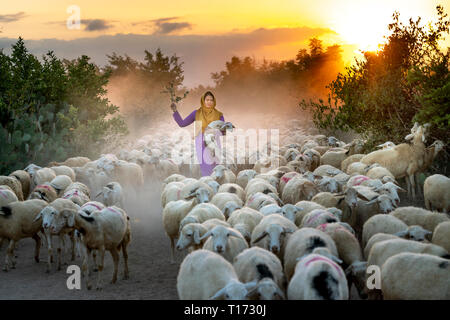 Allevamento di pecore, Binh Thuan Provincia, Viet Nam-February 16, 2019: la splendida immagine di un grande gregge di ovini tornando al fienile al tramonto, dopo una giornata di Foto Stock