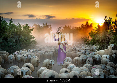 Allevamento di pecore, Binh Thuan Provincia, Viet Nam-February 16, 2019: la splendida immagine di un grande gregge di ovini tornando al fienile al tramonto, dopo una giornata di Foto Stock