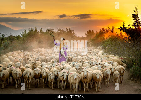 Allevamento di pecore, Binh Thuan Provincia, Viet Nam-February 16, 2019: la splendida immagine di un grande gregge di ovini tornando al fienile al tramonto, dopo una giornata di Foto Stock