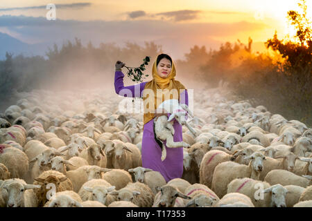 Allevamento di pecore, Binh Thuan Provincia, Viet Nam-February 16, 2019: la splendida immagine di un grande gregge di ovini tornando al fienile al tramonto, dopo una giornata di Foto Stock