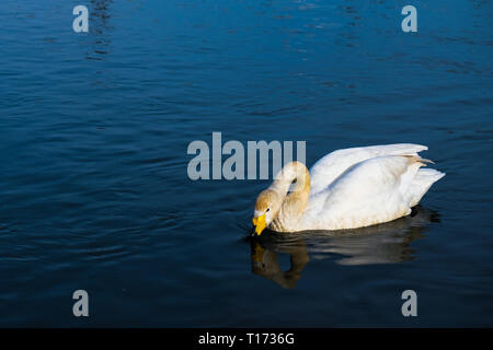 Un cigno acqua potabile in un fiume con una bella riflessione sull'acqua Foto Stock