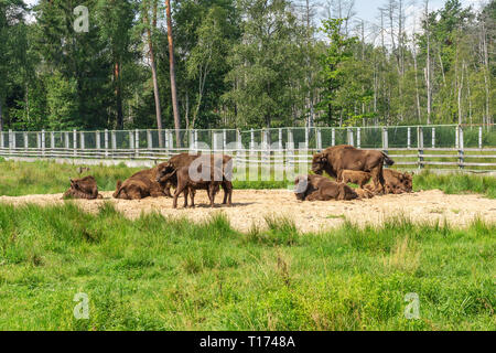 Il bisonte europeo, Bison bonasus, Visent Foto Stock