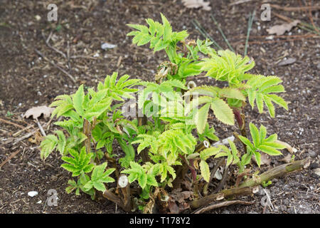 Melianthus grandi foglie in primavera. La nuova crescita. Foto Stock