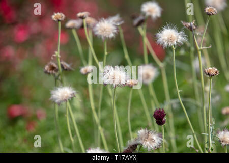 Capolini di Cirsium rivulare in primo piano. Foto Stock