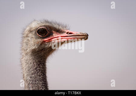 Che gli struzzi sono da famiglia, Struthionidae flightless di uccelli. Questo struzzo è stato girato in un angolo dello zoo nel deserto Arabico, nei pressi di Abu Dhabi. Foto Stock