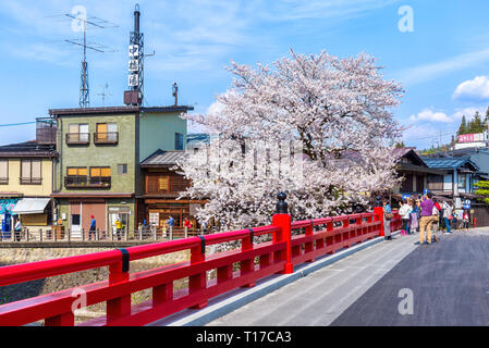 Takayama, Giappone: Aprile 25, 2014: un gruppo di persone non identificate ammirare un fiore di ciliegio albero nella stagione di fioritura e sopra il famoso Nakabashi ponte rosso Foto Stock