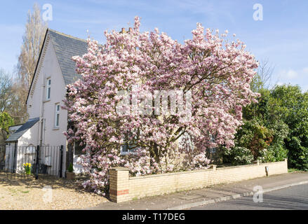 Caduche albero di magnolia in piena fioritura Milton Cambridge 24 Marzo 2019 Foto Stock