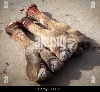 Piedi di cammello sul mercato ad Hotan, Xinjiang, Cina. Foto Stock