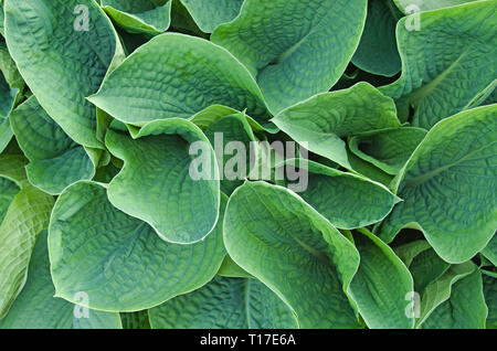 Spiegatura molla fogliame di Hosta Sieboldiana Elegans crescono nel giardino del Regno Unito. Foto Stock