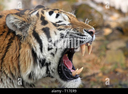 Vista ravvicinata di una tigre siberiana, rumoreggianti Foto Stock