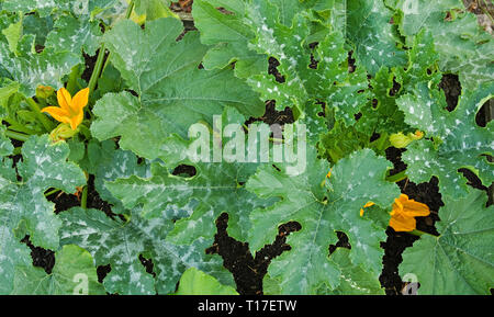 Close-up vista aerea di fiori di colore giallo e verde a chiazze fronde su piante di zucchine varietà F1 Defender crescente in inglese orto, estate Foto Stock