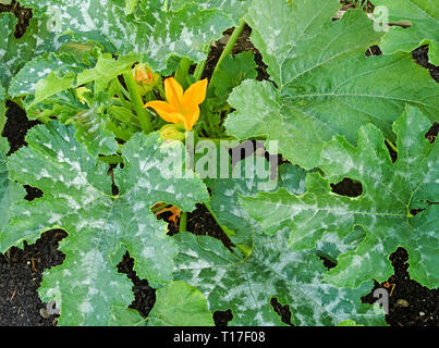 Close-up vista aerea di fiori di colore giallo e verde a chiazze fronde su piante di zucchine varietà F1 Defender crescente in inglese orto, estate Foto Stock