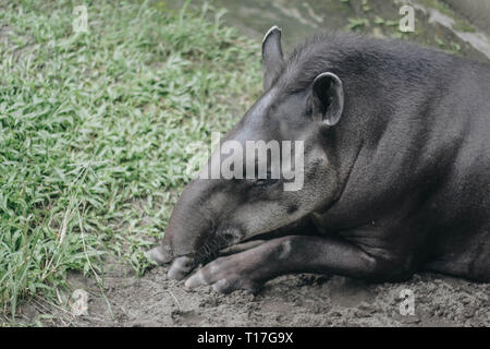 Sud Americana il tapiro (Tapirus terrestris), noto anche come il brasiliano tapiro. Rare di animali in cattività. Foto Stock