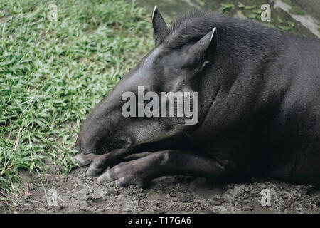 Sud Americana il tapiro (Tapirus terrestris), noto anche come il brasiliano tapiro. Rare di animali in cattività. Foto Stock