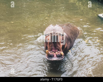 Ippopotamo con muso aperto bocca o nell'acqua. Ippopotamo africano, Hippopotamus amphibius capensis, animali in acqua. Foto Stock