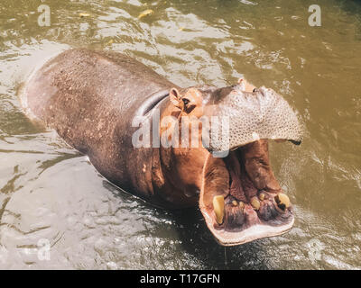 Ippopotamo con muso aperto bocca o nell'acqua. Ippopotamo africano, Hippopotamus amphibius capensis, animali in acqua. Foto Stock