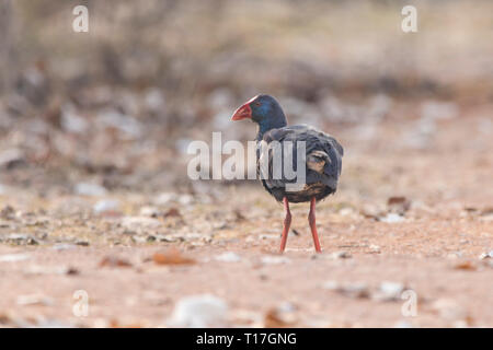 Purple Swamphen (Porphyrio porphyrio) in 'Estany d'Ivars', Catalogna, Spagna Foto Stock