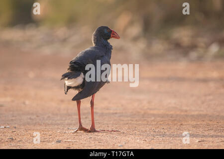 Purple Swamphen (Porphyrio porphyrio) in 'Estany d'Ivars', Catalogna, Spagna Foto Stock