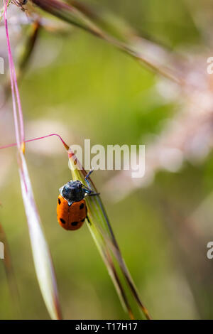 Lachnaia sexpunctata. Beetle sei punti nel loro ambiente naturale. Foto Stock