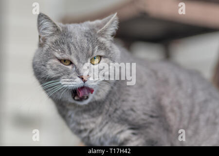 Grigio cagnaccio peloso gatto adulto ha aperto la sua bocca e lambito. Foto Stock