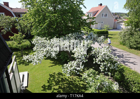 MOTALA 20180520 una fioritura melo. Foto Jeppe Gustafsson Foto Stock