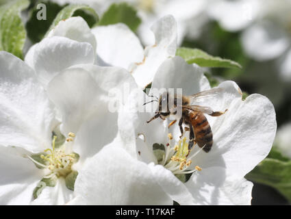 MOTALA 20180520 una fioritura melo. Foto Jeppe Gustafsson Foto Stock