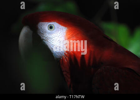 Macaw parrot (Ara macao) in Xaman-Ha riserva di uccelli, Playa del Carmen, Messico Foto Stock