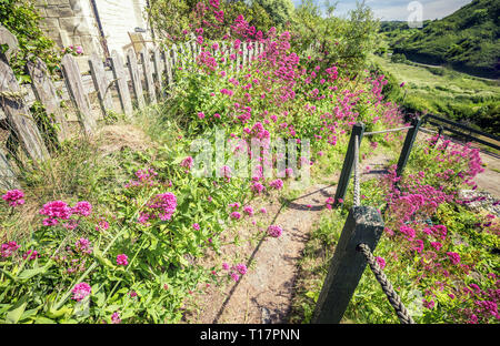 A piedi via costiera piena di sbocciare fiori nel villaggio Abercastle, Pembrokeshire, Regno Unito Foto Stock