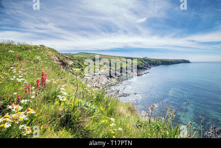 Guardando verso St Davids testa dalla cima della scogliera piena di fiori selvatici. Abereiddy Bay in Pembrokeshire, Wales, Regno Unito Foto Stock