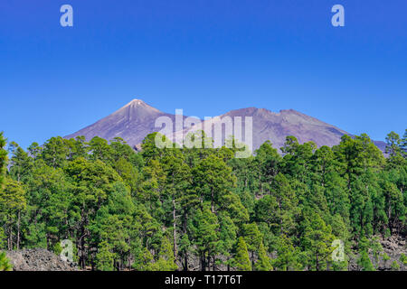 Il Teide e Montaña Blanca vulcani, con canarian verde foresta di pini e cielo blu, Tenerife, Isole canarie, Spagna Foto Stock