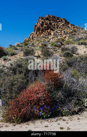 Il paesaggio del deserto sullato escursione da pioppi neri americani la molla alla perdita di oasi di palme - Joshua Tree National Park, California Foto Stock