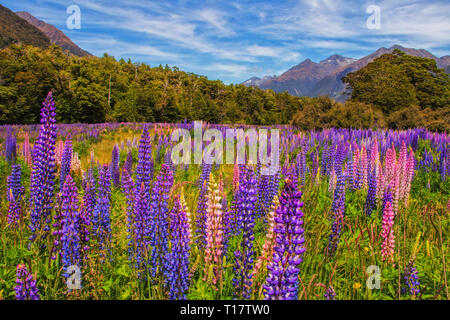 In estate, enormi campi di lupino bloom contro il paesaggio delle Alpi del Sud sull'Isola del Sud della Nuova Zelanda. Foto Stock