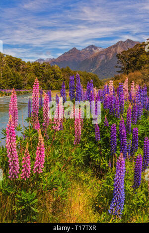 In estate, enormi campi di lupino bloom contro il paesaggio delle Alpi del Sud sull'Isola del Sud della Nuova Zelanda. Foto Stock