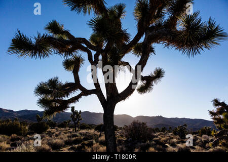 Alberi di Joshua (Yucca brevifolia engelm) nel tardo pomeriggio di luce sulla strada per Vista tasti si affacciano - Joshua Tree National Park, California Foto Stock