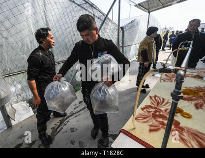 Huzhou, Cina. 24 Mar, 2019. Un pesce agricoltore acquista tre sacchi di bass fry al Huwang rfi acquatici di coltivazione in base Baojian villaggio di Huzhou City, Cina orientale, Marzo 24, 2019. Più gli abitanti del villaggio hanno iniziato a lavorare in acquacoltura in acqua dolce industria dal 2014. Oltre 600 um (40 ettari) stagni di pesca sono state costruite dai Huwang rfi acquatici di coltivazione in base Baojian Village, con la produzione annuale di fish fry raggiungendo circa un miliardo di euro. Alla fine di marzo, la RFI industria di coltivazione entra nel picco della stagione di vendita. (Xinhua/Xu Yu) Credito: Xinhua/Alamy Live News Foto Stock