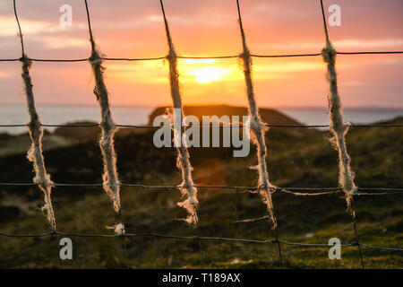 Gower, Swansea, Wales, Regno Unito. Il 24 marzo 2019. Tinti in lana: oro e sfumature di pesca nel Cielo di tramonto su Broughton Burrows, Gower, dove le pecore hanno strofinato loro cappotti in vello lasciando un wooly rivestimento al filo di recinzione di stock. Un freddo nord vento da ovest che tradisce un altrimenti più calda e soleggiata outlook sulla Penisola di Gower, vicino a Swansea. Credito: Gareth Llewelyn/Alamy Live News. Foto Stock