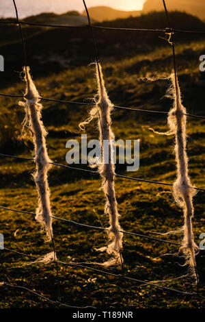 Gower, Swansea, Wales, Regno Unito. Il 24 marzo 2019. Tinti in lana: oro e sfumature di pesca nel Cielo di tramonto su Broughton Burrows, Gower, dove le pecore hanno strofinato loro cappotti in vello lasciando un wooly rivestimento al filo di recinzione di stock. Un freddo nord vento da ovest che tradisce un altrimenti più calda e soleggiata outlook sulla Penisola di Gower, vicino a Swansea. Credito: Gareth Llewelyn/Alamy Live News. Foto Stock